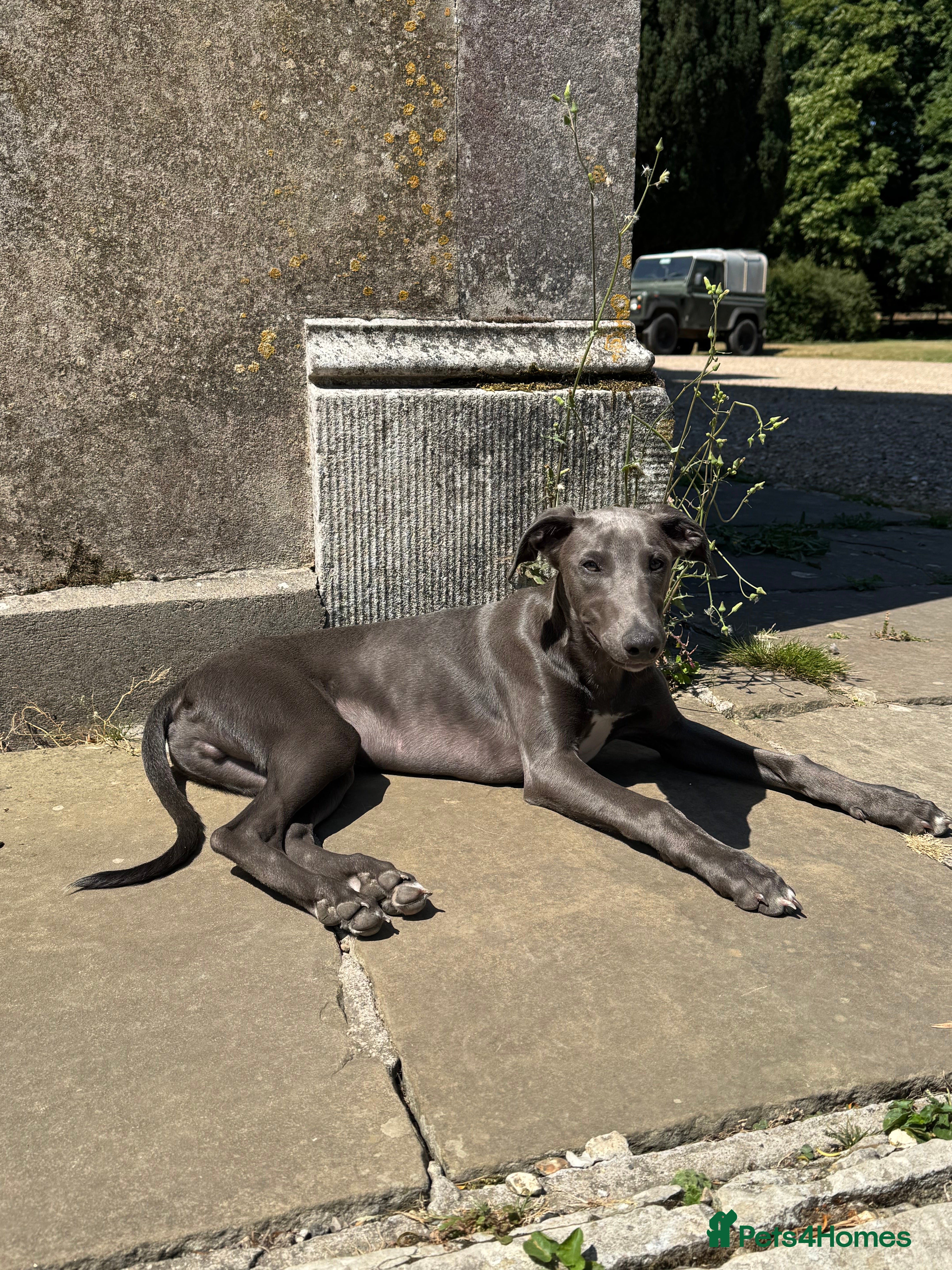 Whippet dogs Gorgeous family dogs looking for loving homes  - Advert 1