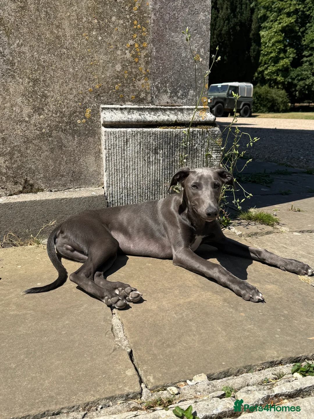Whippet dogs for sale: Gorgeous family dogs looking for loving homes  - Advert 1