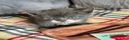 Mixed Breed cats for sale: Kittens for Sale £160 - Advert 2