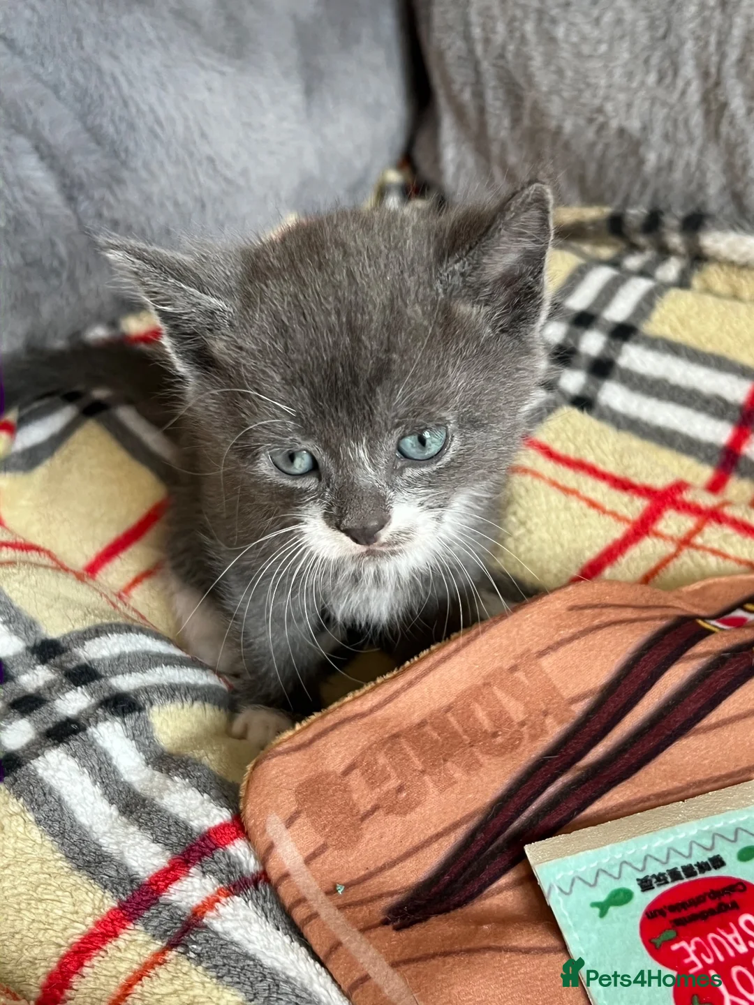 Mixed Breed cats for sale: Kittens for Sale £160 - Advert 2
