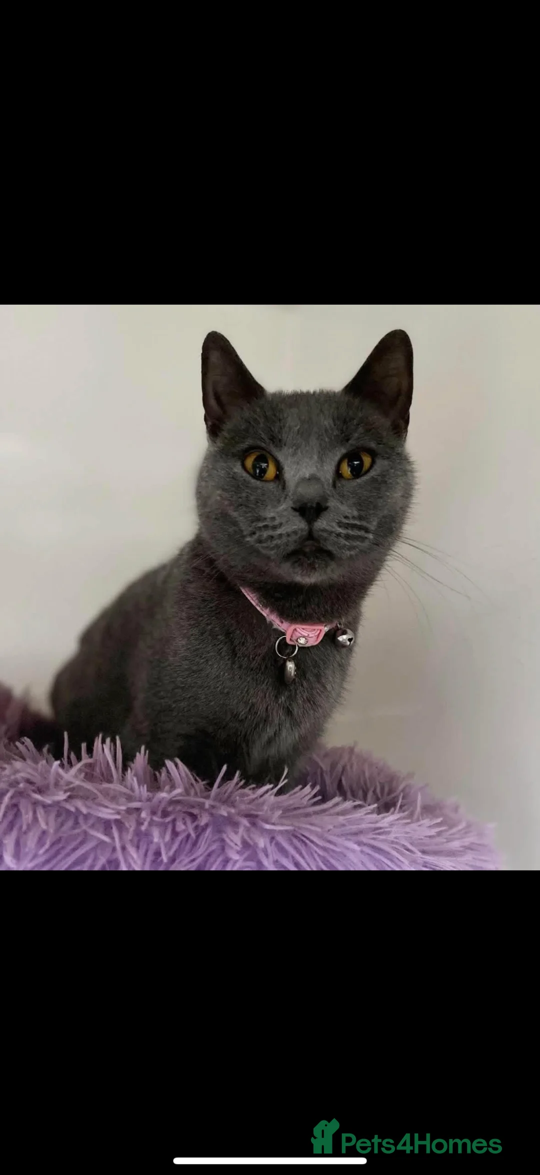 British Shorthair cats for sale: British shorthair Blue & Lilac  - Advert 2