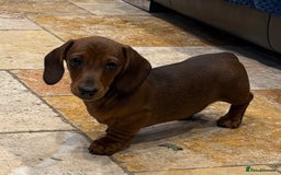 Miniature Dachshund dogs for sale: Miniature Smooth Boys from ivdd scored parents - Image 11