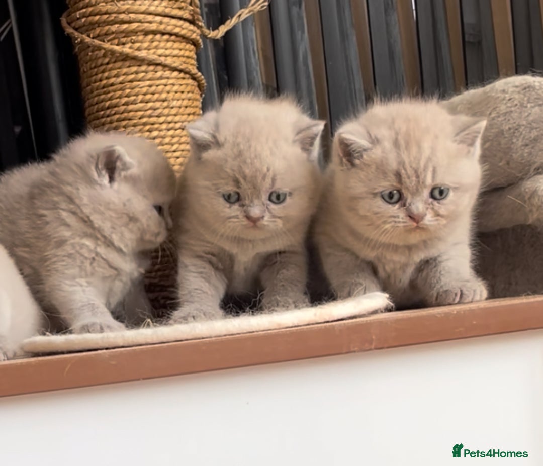 British Shorthair cats for sale:  Absolutely Beautiful BSH Champion Line kittens  - Image 12