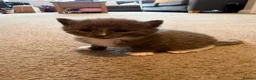 Mixed Breed cats for sale: 5 beautiful kittens  - Advert 27