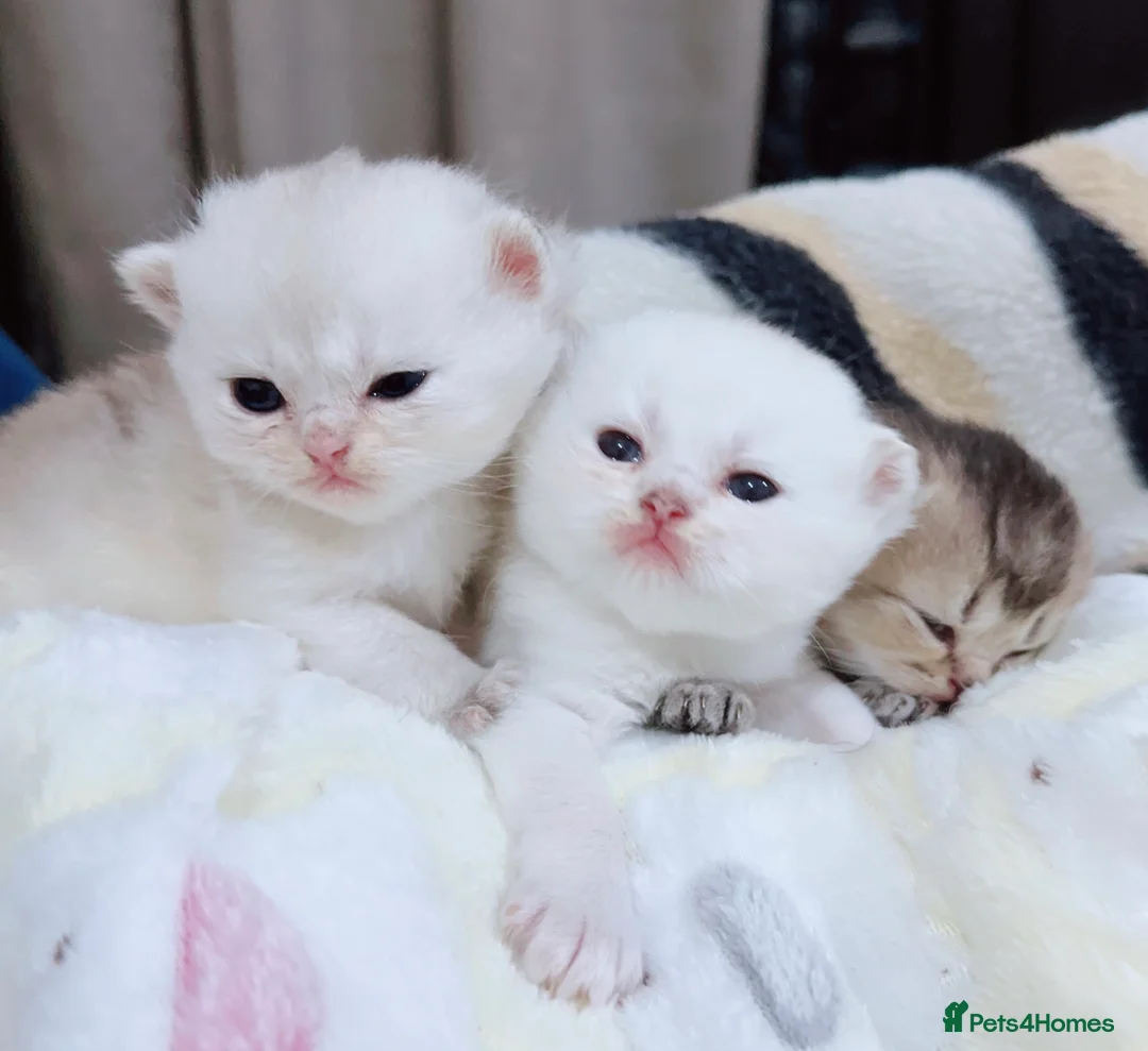 Scottish Fold cats for sale: Stunning Scottish Fold & Scottish Straight Kittens - Advert 2