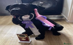 Mixed Breed dogs for sale: Mercy  - Image 3