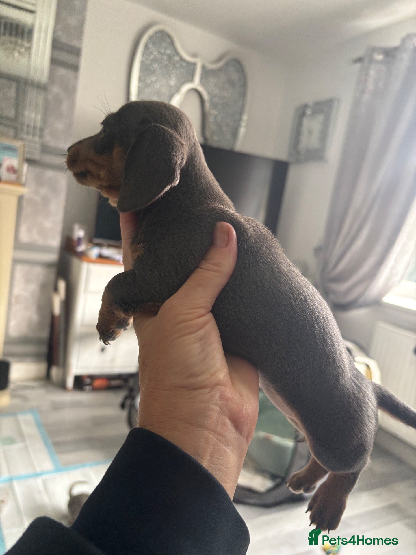 Dachshund dogs Miniature dachshund last girl  - Advert 10