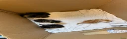Maine Coon cats for sale: 4 beautiful fluffy kittens  - Advert 4