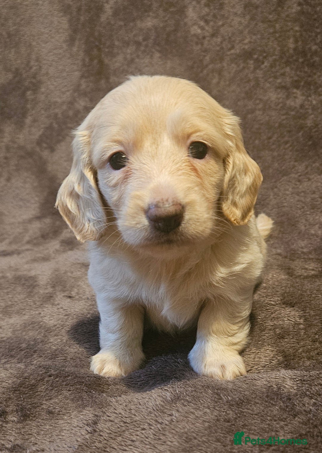 Miniature Dachshund dogs for sale: 3 adorable long hair miniature dachshund boys - Advert 16