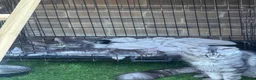 Maine Coon cats for sale: Maine coon kittens  - Advert 2