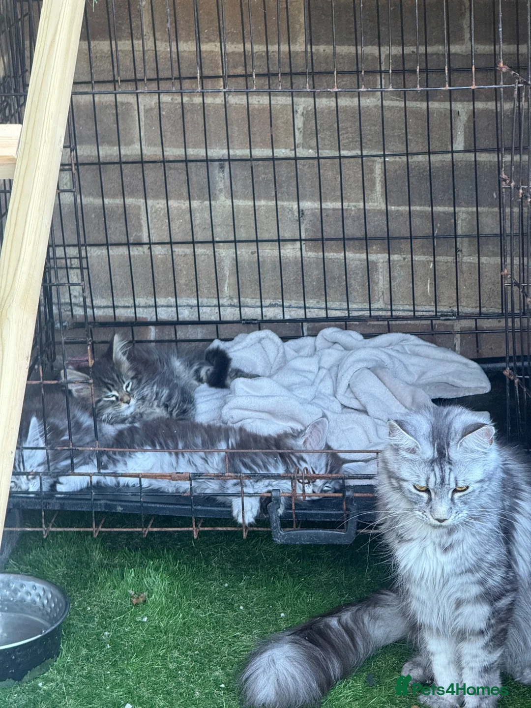 Maine Coon cats for sale: Maine coon kittens  - Advert 2