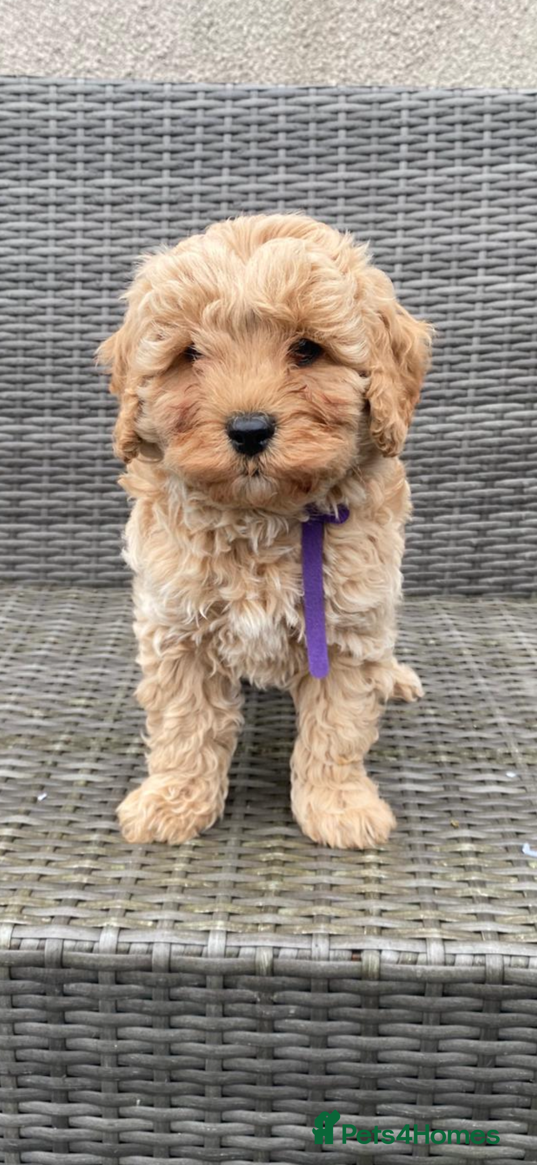Cavapoochon dogs for sale: Cavapoochon Pups For Sale - Advert 2