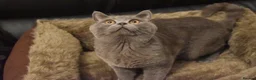 British Shorthair cats for sale: **British Shorthair Kittens** in Birmingham - Advert 4