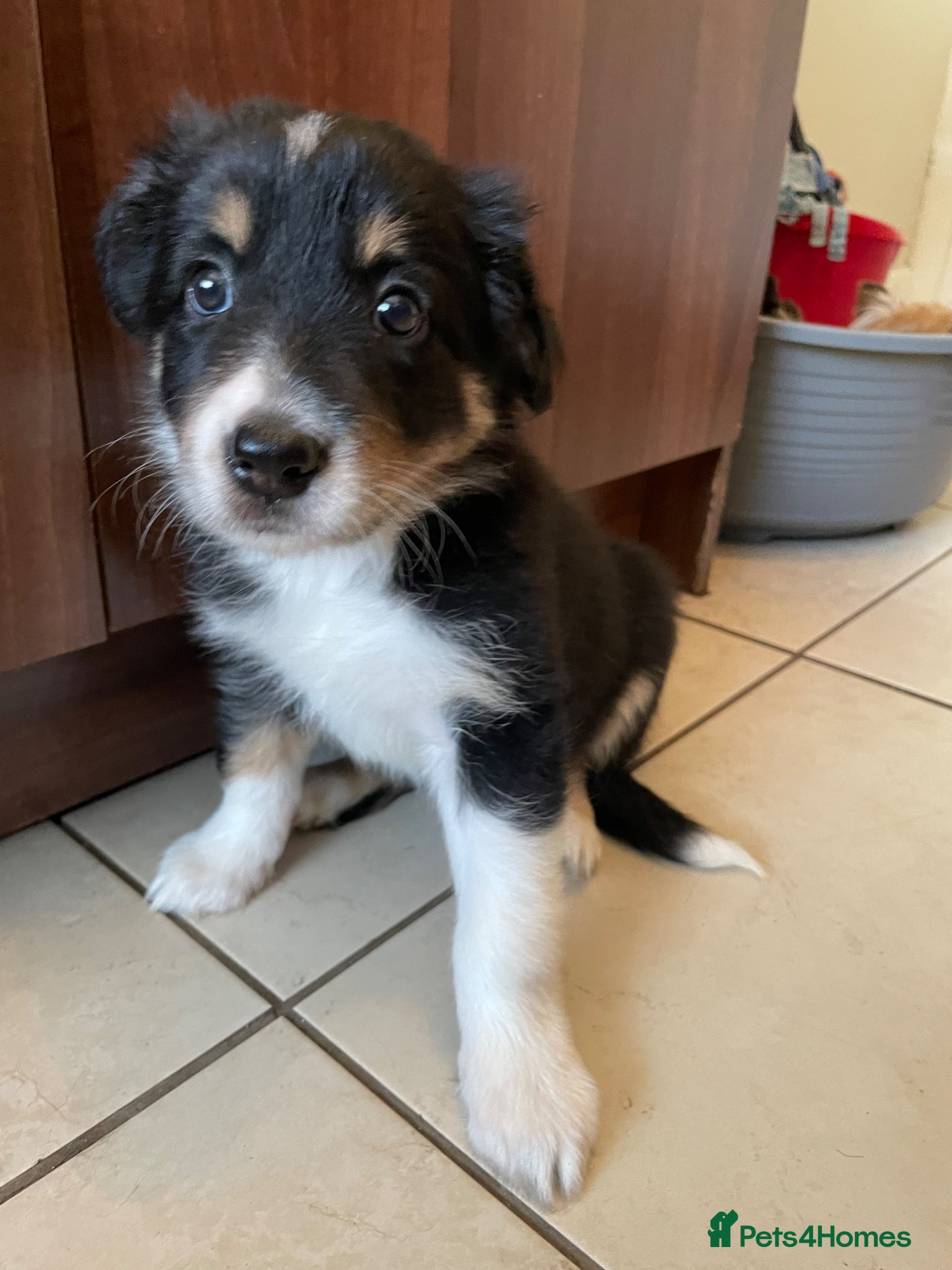 Australian Shepherd dogs Australian Shepherd Dogs  - Advert 1