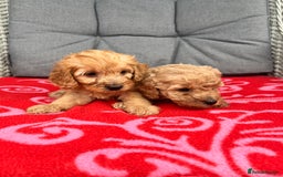 Cockapoo dogs for sale: Cockapoo - Image 4