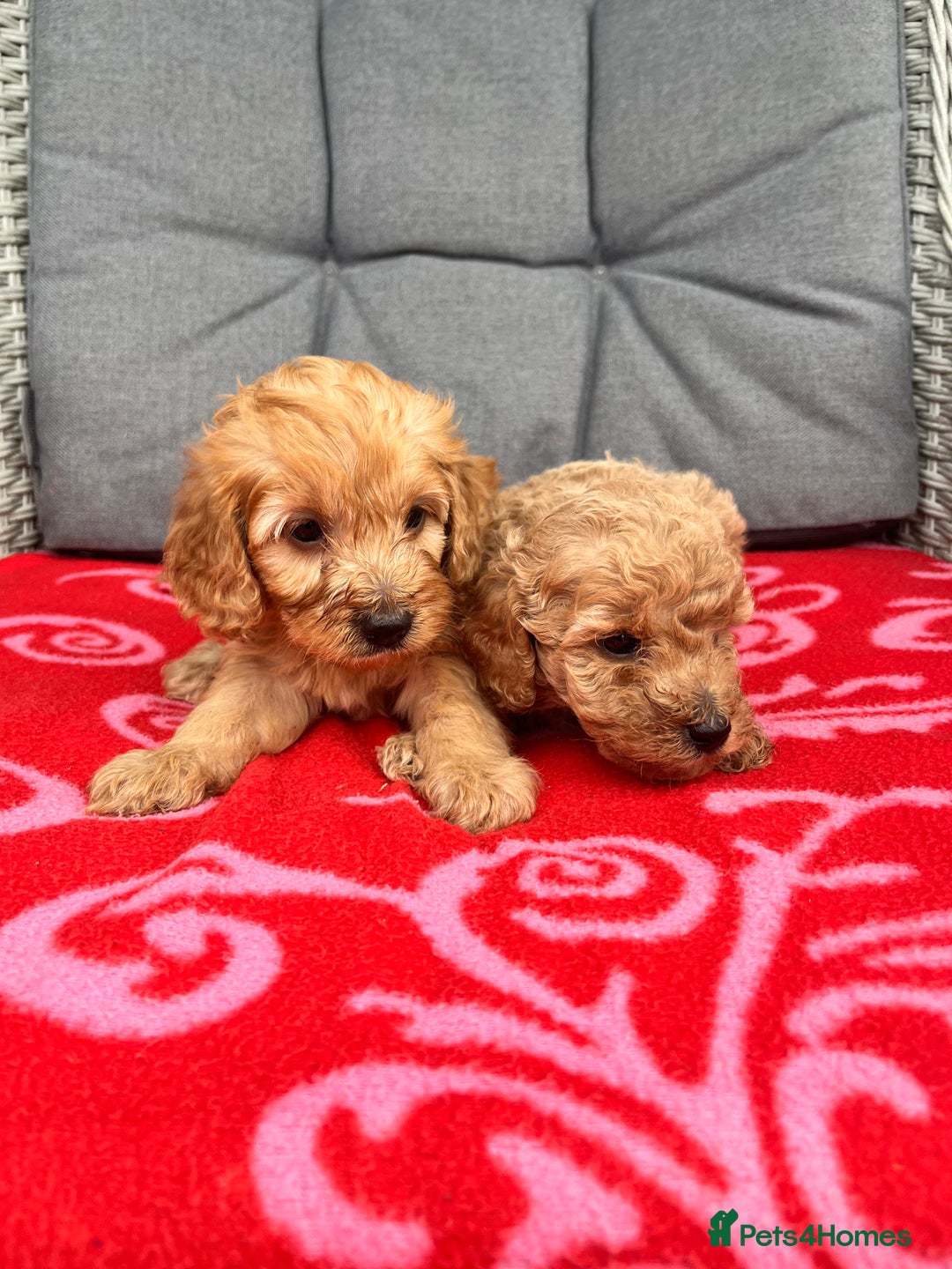 Cockapoo dogs for sale: Cockapoo - Image 4