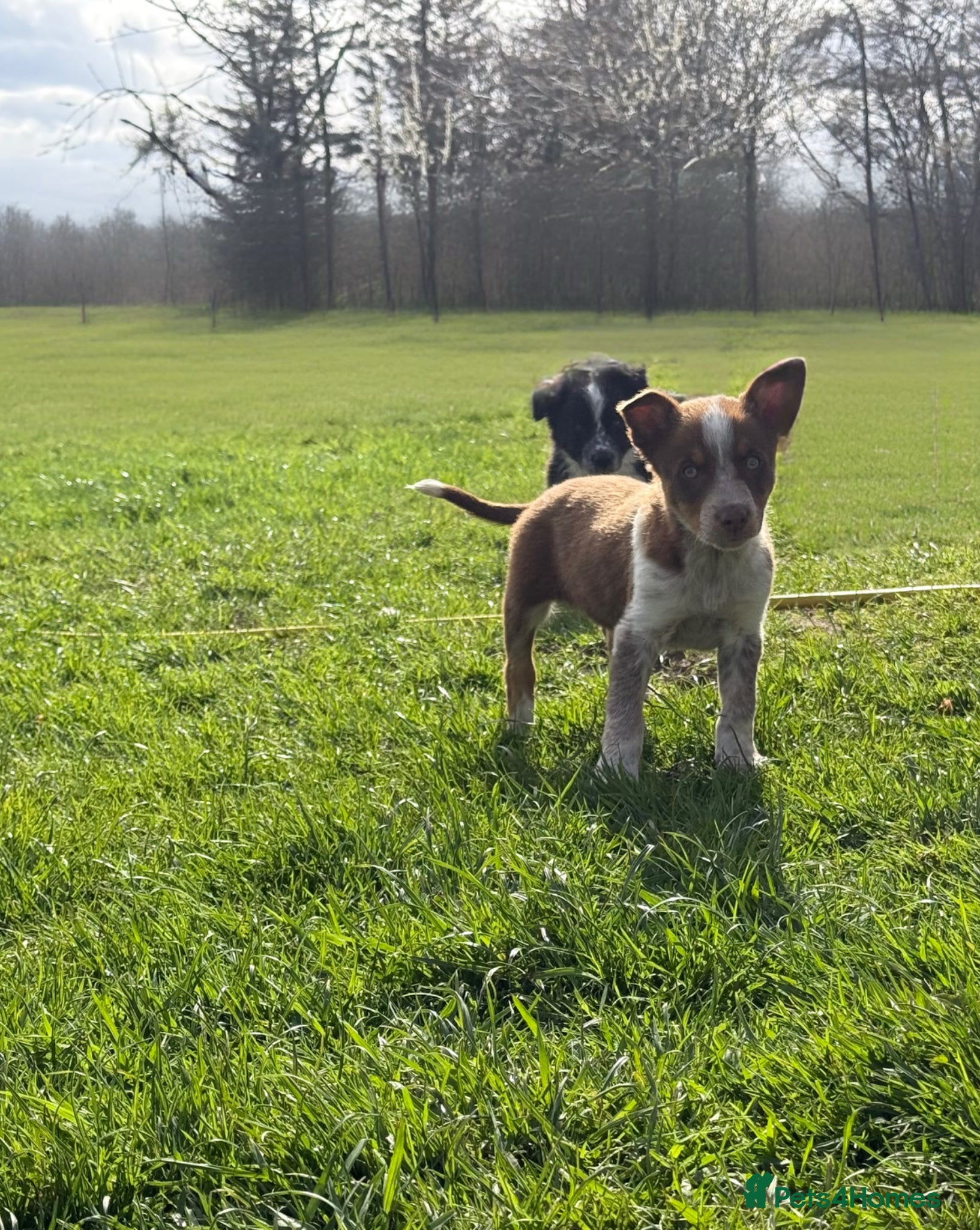 Border Collie dogs ⚡️ Border Collie Puppies From Working Lines ⚡️ - Advert 2