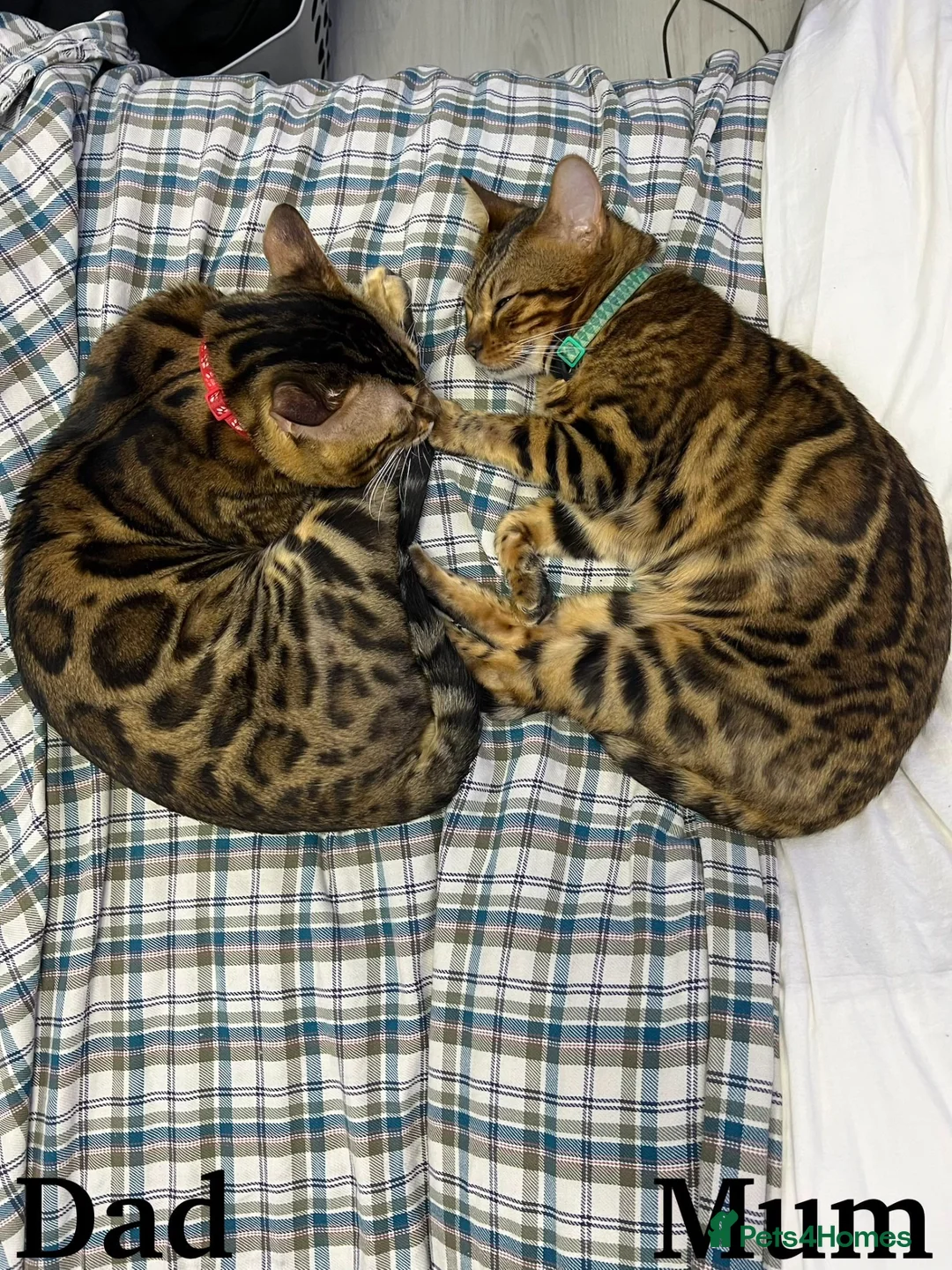 Bengal cats for sale: TICA Registered Pure Pedigree Bengal Kittens - Advert 18