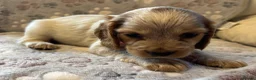 Cocker Spaniel dogs for sale: Stunning KC Registered Cocker Spaniel Puppies - Advert 6