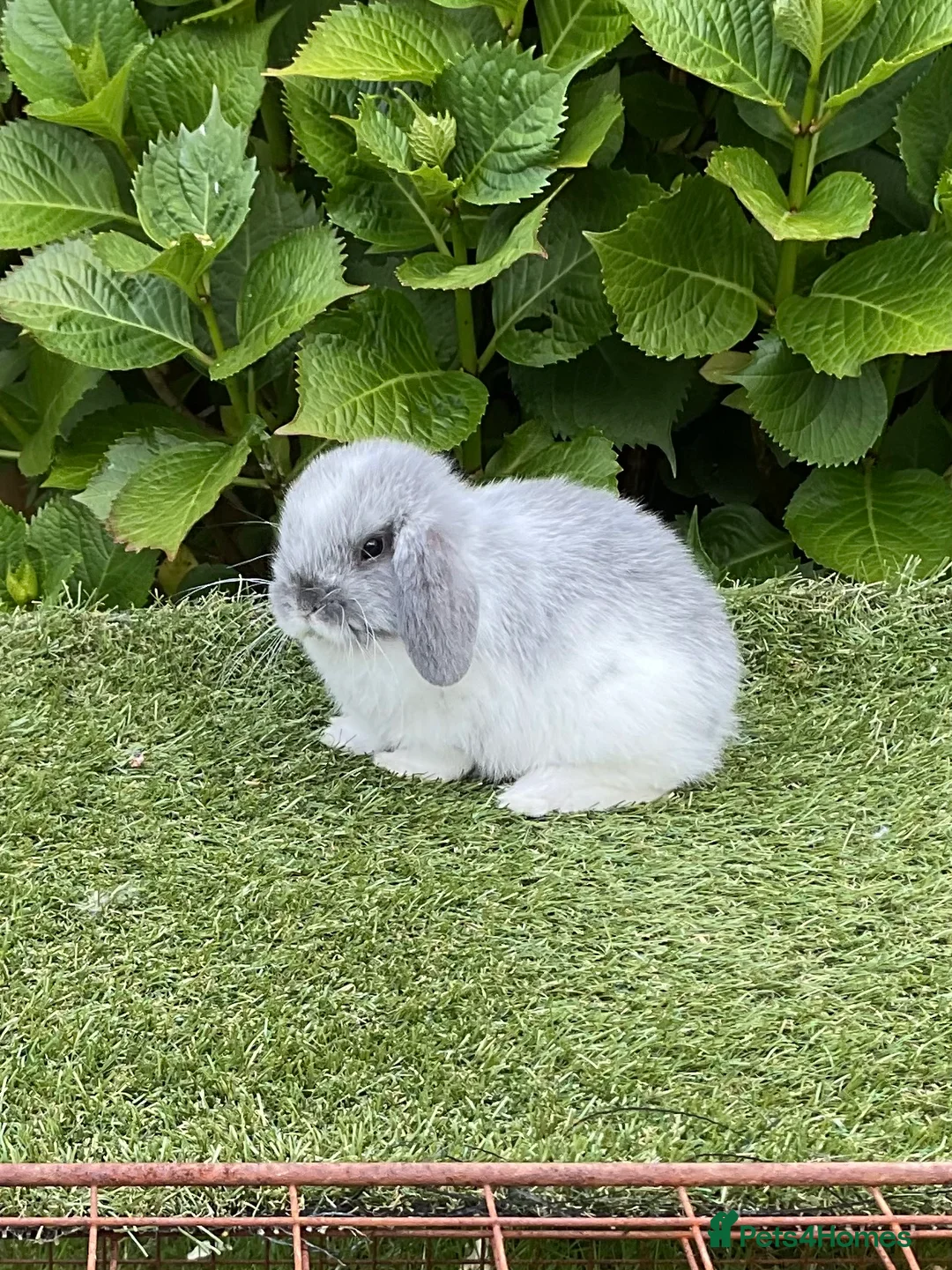 Mini Lop rabbits for sale: Pure bred mini lops baby rabbits  - Advert 21