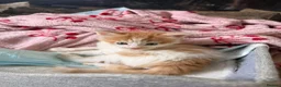 Maine Coon cats for sale: Half Maine Coon Kittens  - Advert 7