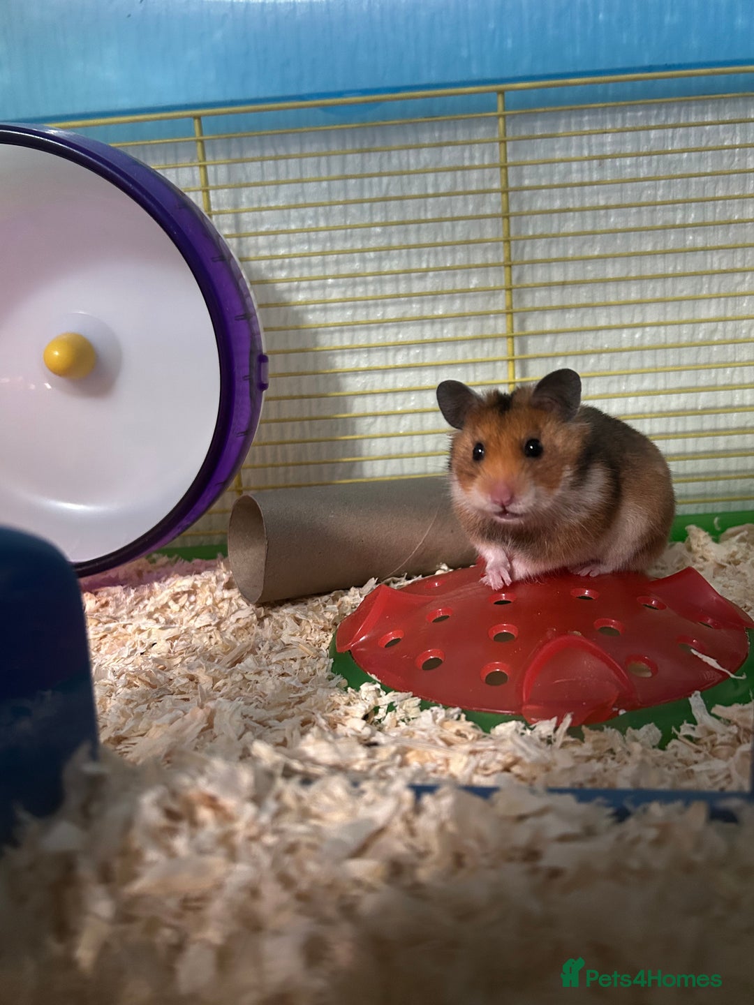 Hamster rodents for sale: Female Syrian Hamster - Advert 2
