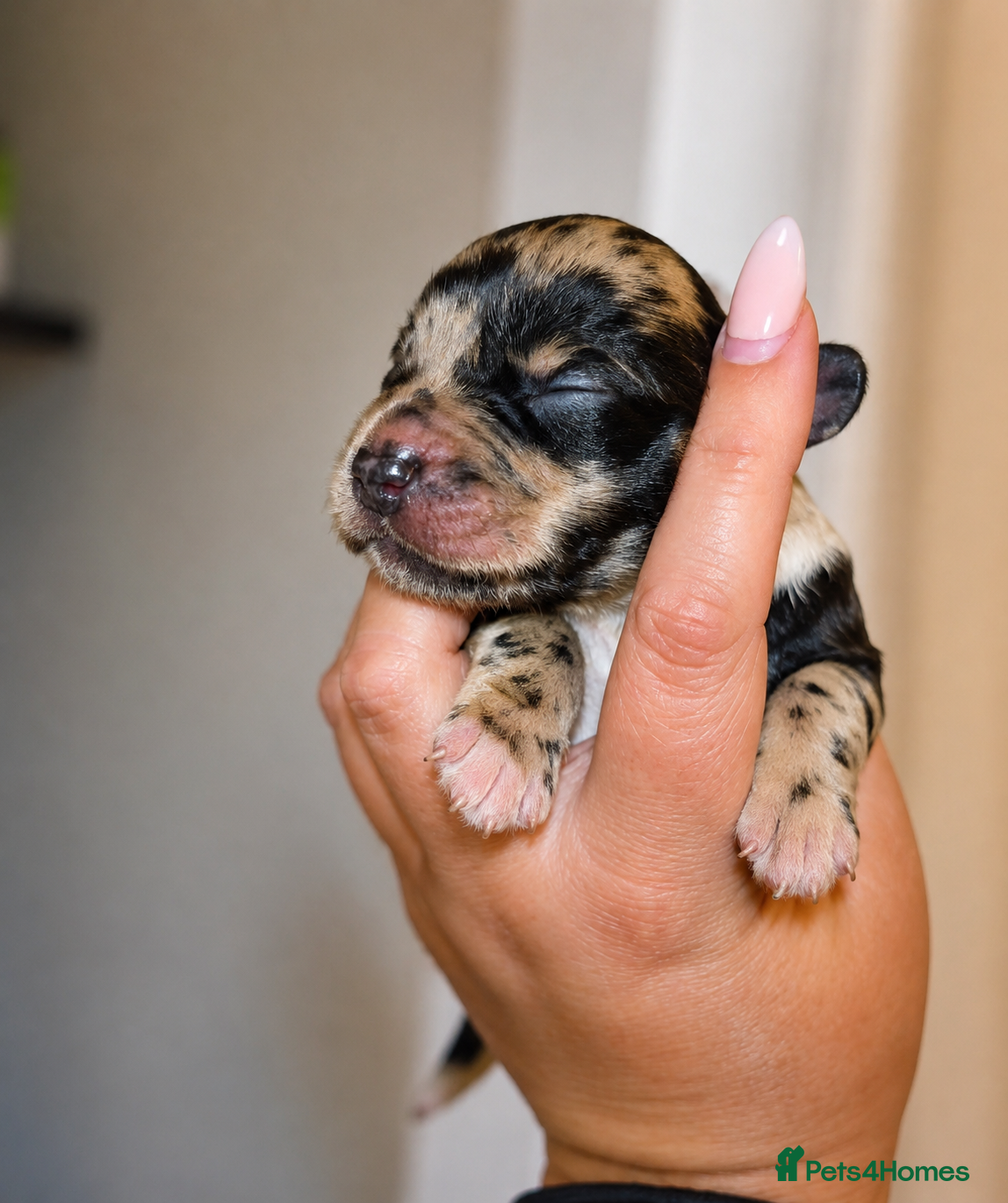 Cocker Spaniel dogs for sale: Stunning Merle Cocker Spaniels 🐾  - Advert 1