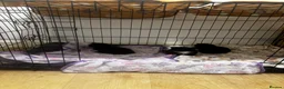Domestic Shorthair cats for sale: Adorable kittens for sale in Newhaven - Advert 15