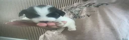 Mixed Breed dogs for sale: Shih-poo X Puppies - Advert 11