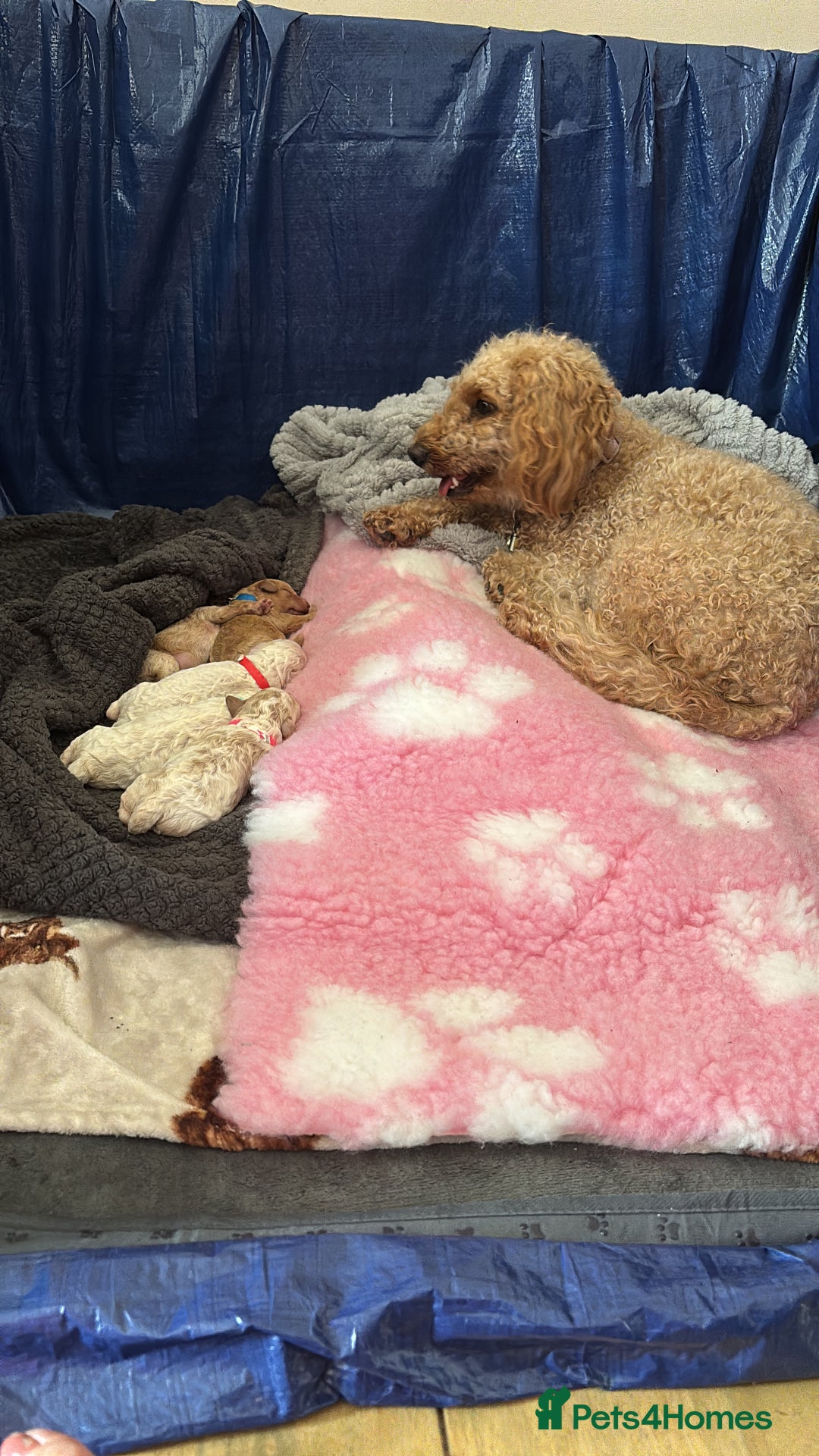 Cavapoochon dogs for sale: 5 cavapoochon puppies looking for forever homes - Image 18