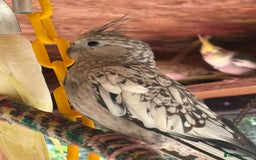 Cockatiels birds for sale: Baby Cockatiels, aviary bred - Image 6
