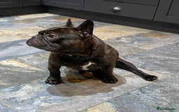 French Bulldog dogs for sale: Rehoming - 8 year old French Bulldog - Image 2