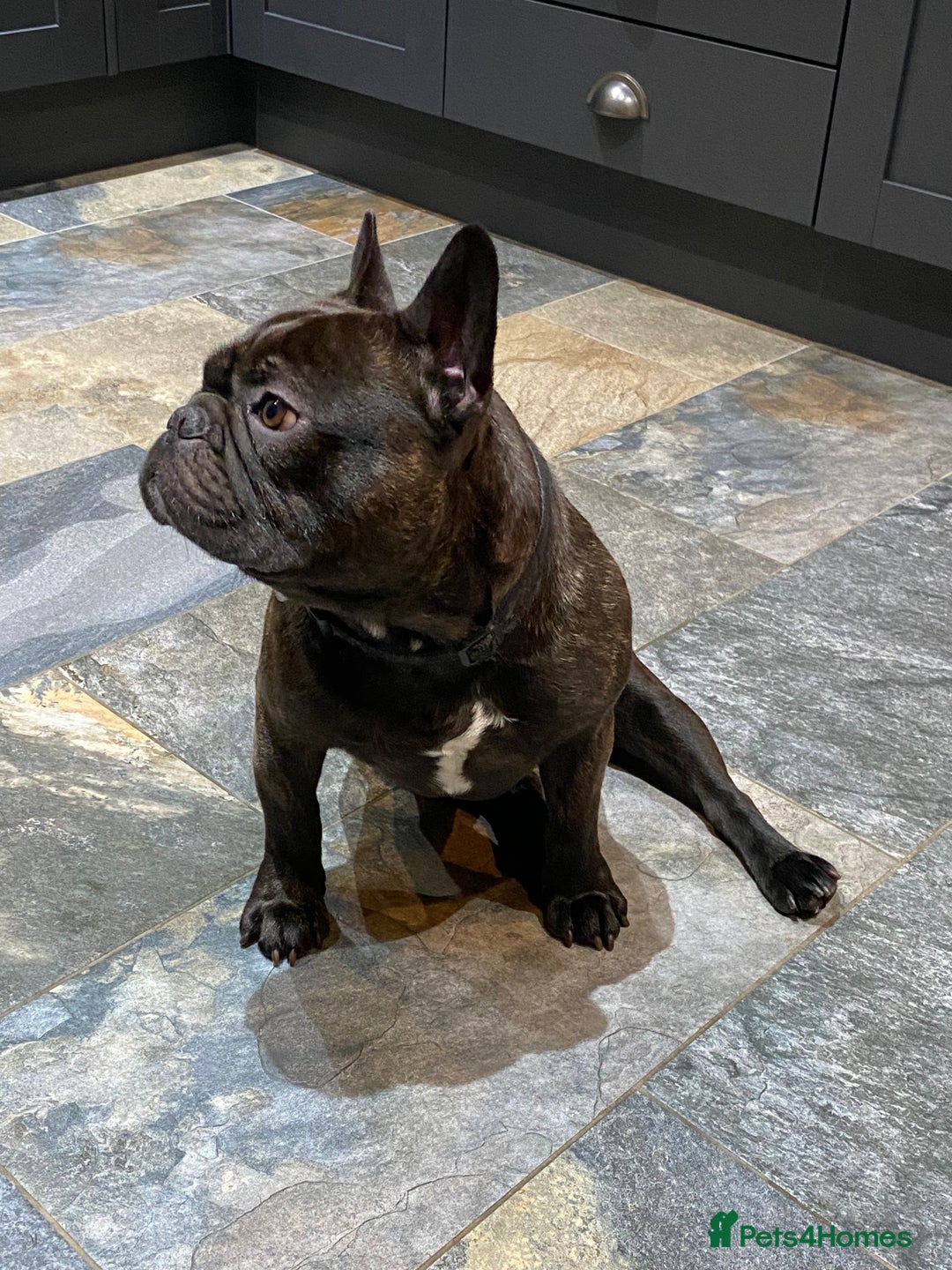 French Bulldog dogs for sale: Rehoming - 8 year old French Bulldog - Image 2