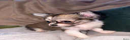 Chihuahua dogs for sale: Long coat chihuahuas  - Advert 9