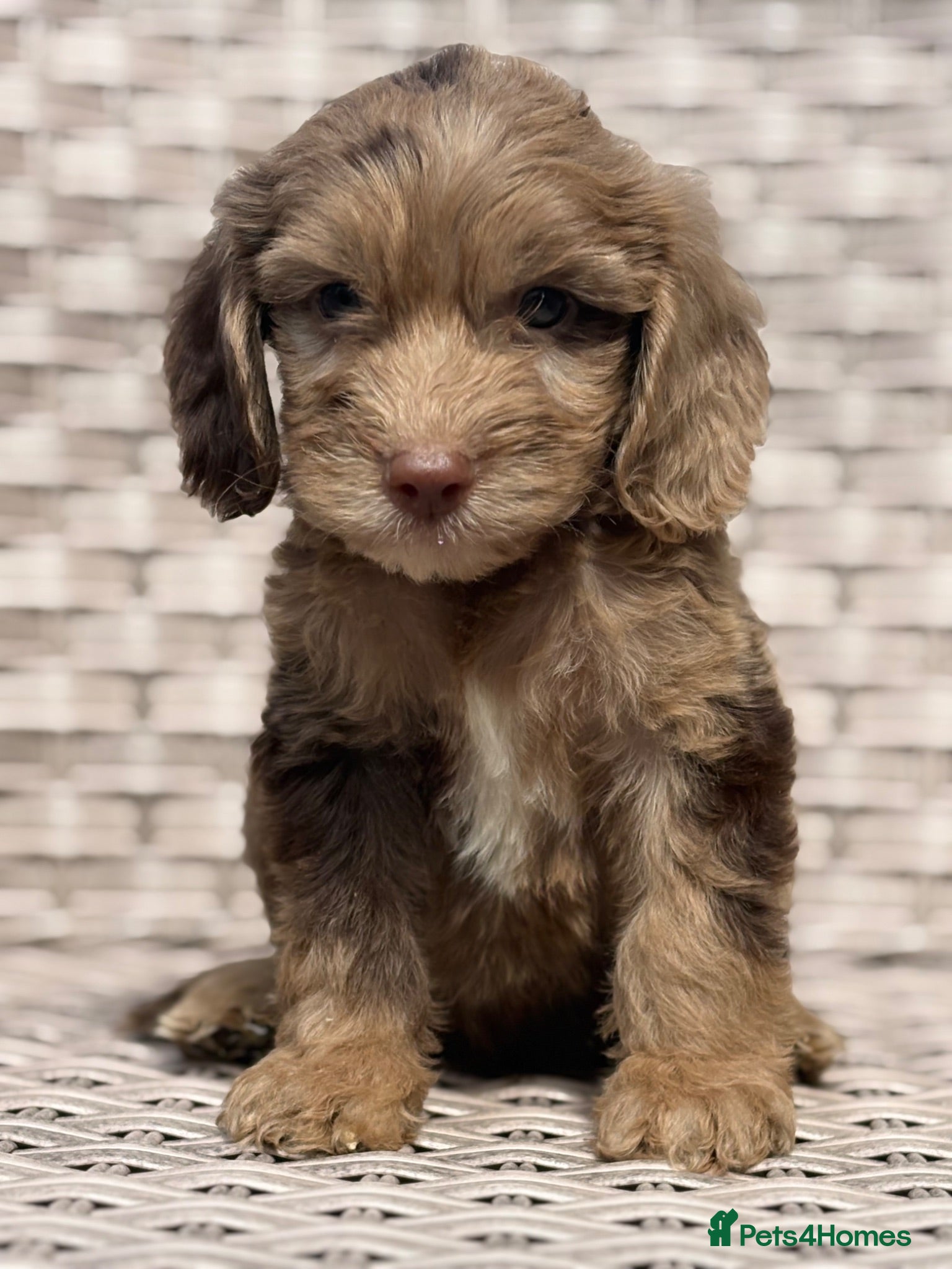 Cockapoo dogs PRA FN CLEAR F1 cockapoo puppies  - Advert 1