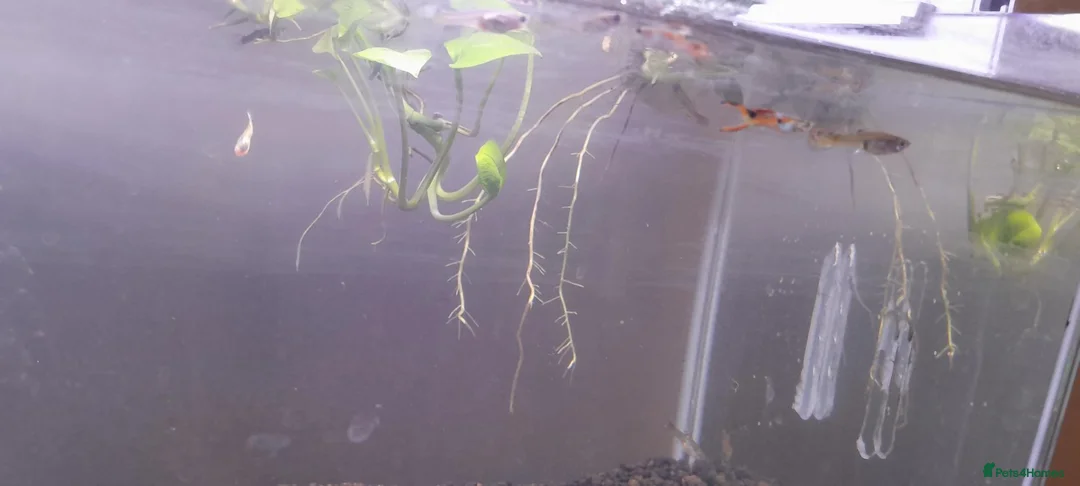 Live Bearers fish for sale: Over 70 guppies for sale. - Advert 3