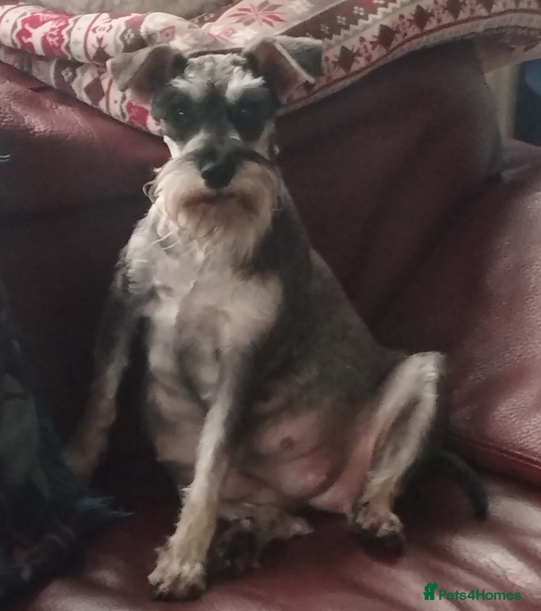 Miniature Schnauzer dogs Miniature Schnauzers  - Advert 1