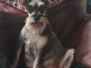 Miniature Schnauzer dogs Miniature Schnauzers - Advert 1