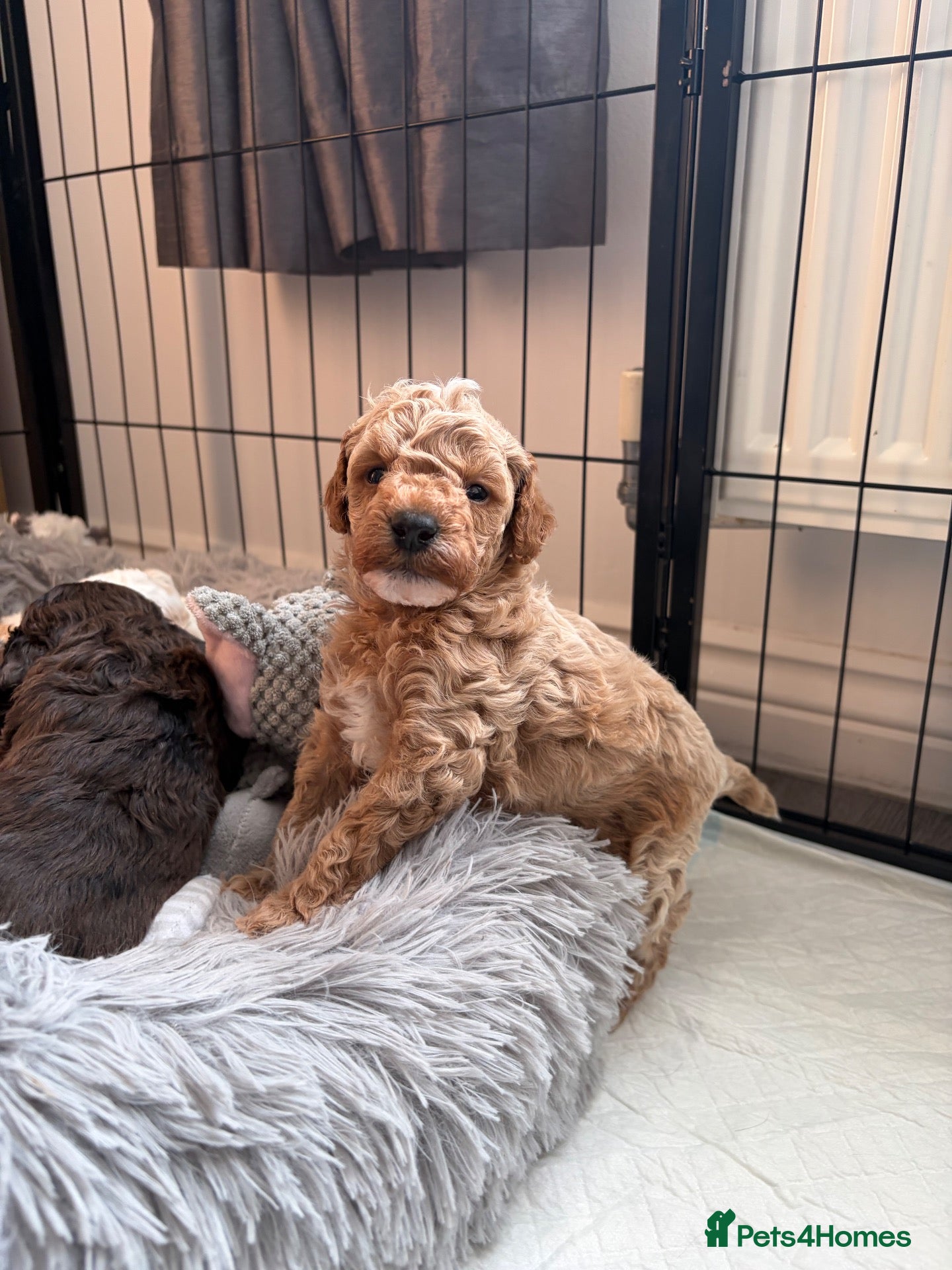 Cavapoo dogs Stunning cavapoo puppies  - Advert 2