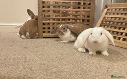 French Lop rabbits for sale: 4 x mixed breed lop bunnies 2 x albino REW 2 x not - Image 5