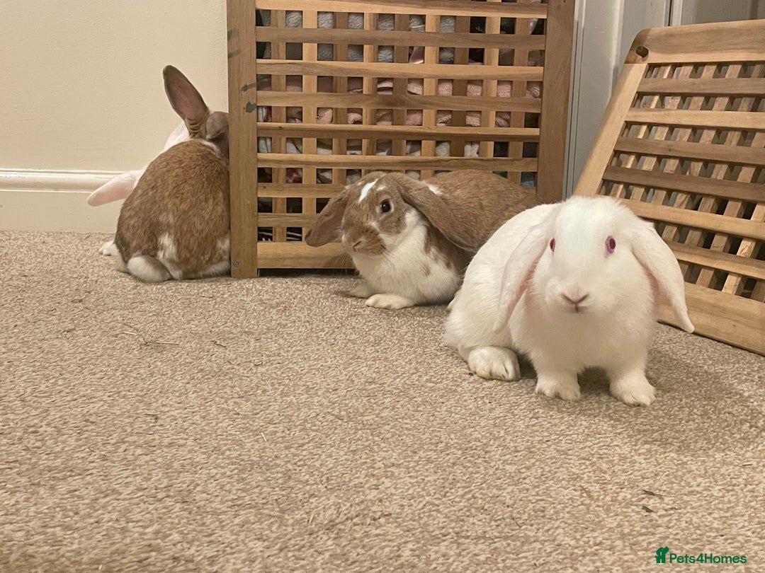 French Lop rabbits for sale: 4 x mixed breed lop bunnies 2 x albino REW 2 x not - Image 5