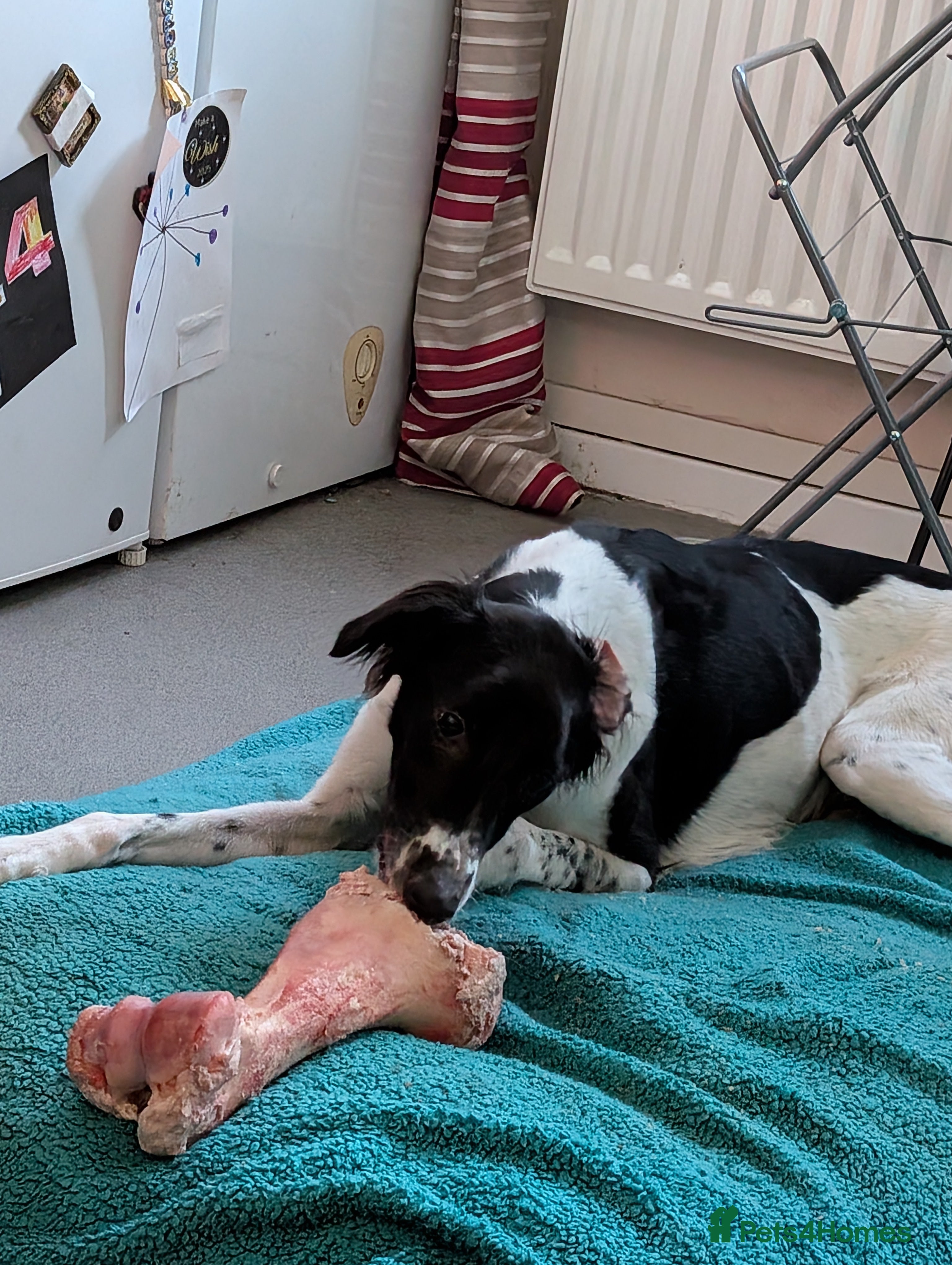 Mixed Breed dogs Saluki collie female  - Advert 1