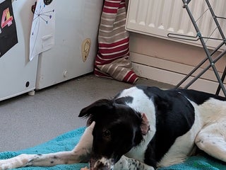 Mixed Breed dogs Saluki collie female - Advert 1