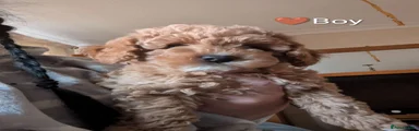Cavapoo Puppy 4