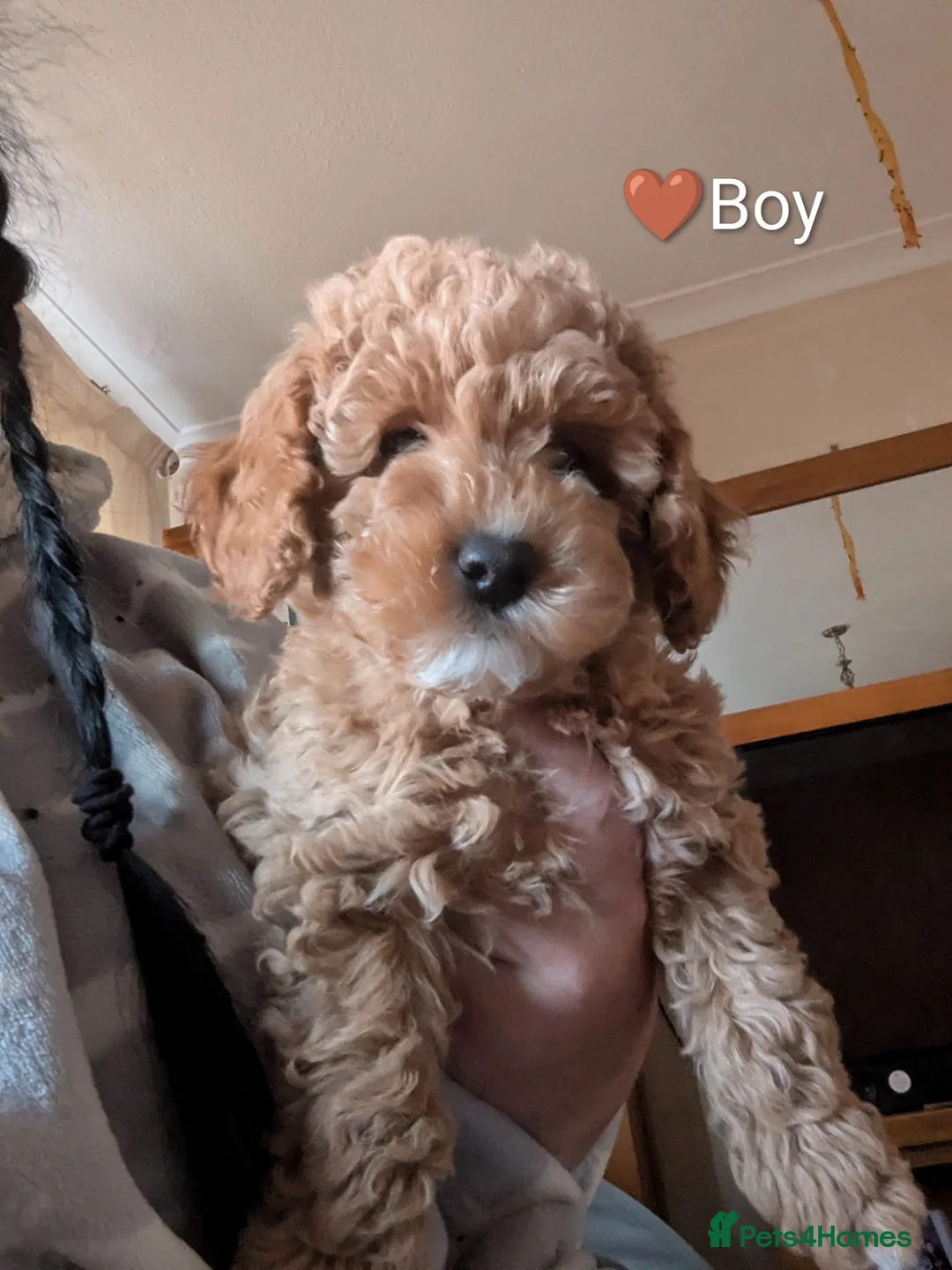 Cavapoo dogs for sale: Last two gorgeous boys 😍 💜🤎 - Advert 40