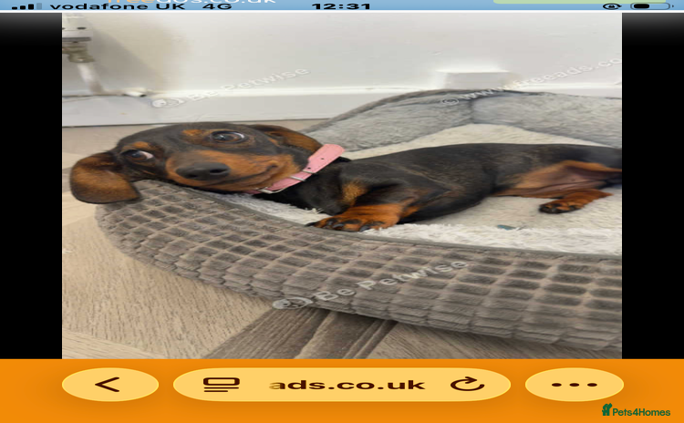 Dachshund dogs For sale beautiful miniature dachshund girl - Advert 3