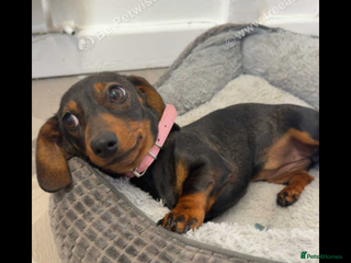 Dachshund dogs For sale beautiful miniature dachshund girl - Advert 13