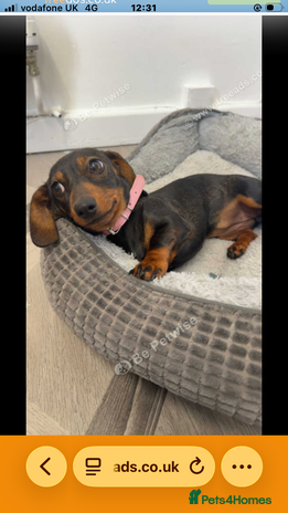 Dachshund dogs For sale beautiful miniature dachshund girl - Advert 3