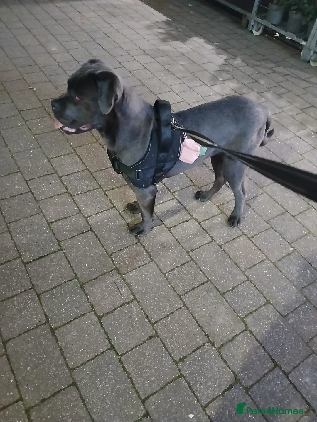 Cane Corso dogs for sale: Female  in Sheffield - Advert 2