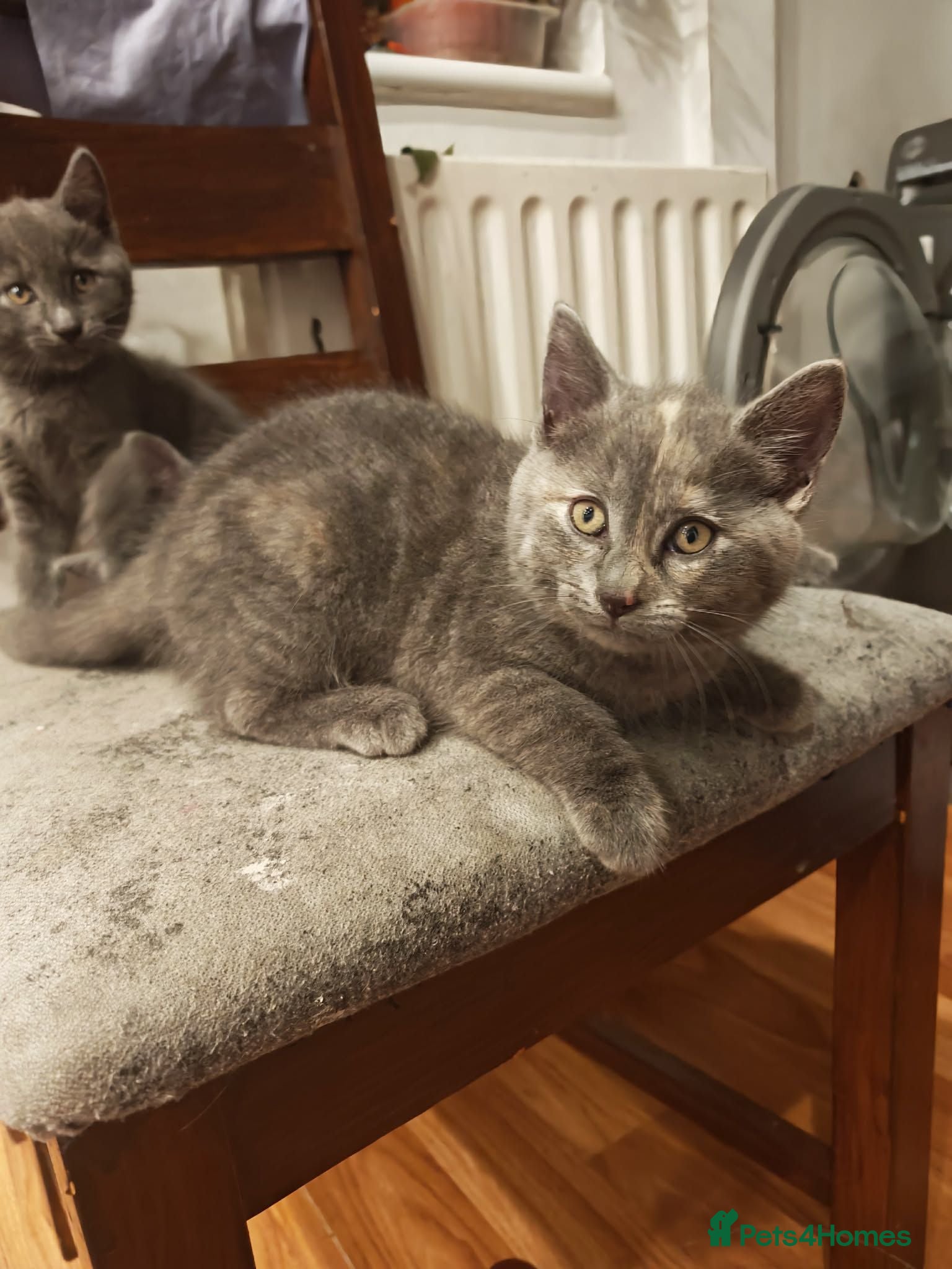 British Shorthair cats Beautiful girl for sell  - Advert 6
